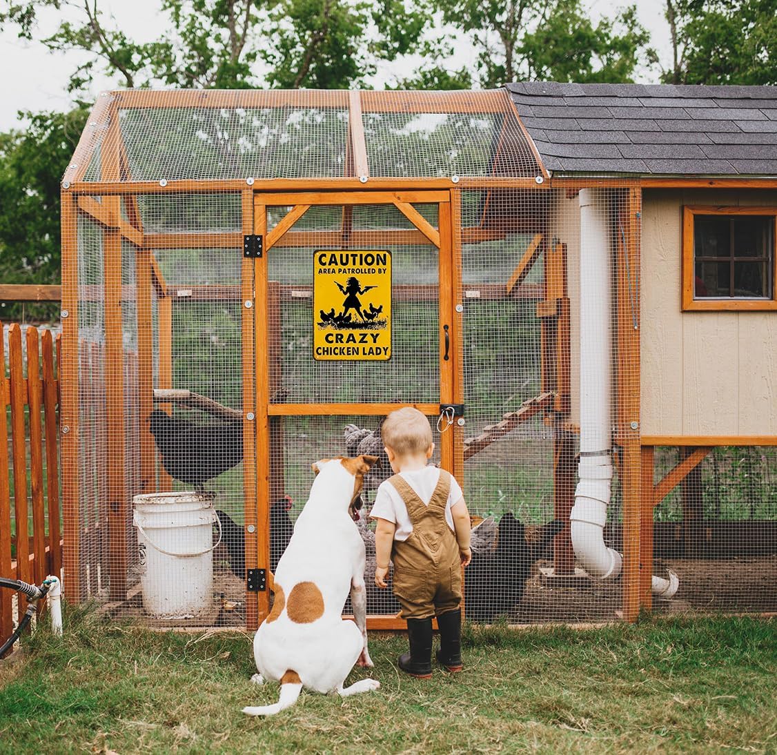 Funny Chicken Gifts Caution Area Patrolled By A Crazy Chicken Lady Tin Sign for Home Farm Chicken Coop Farmhouse Kicthen Garden Decor 8 X 12 Inch (3620)