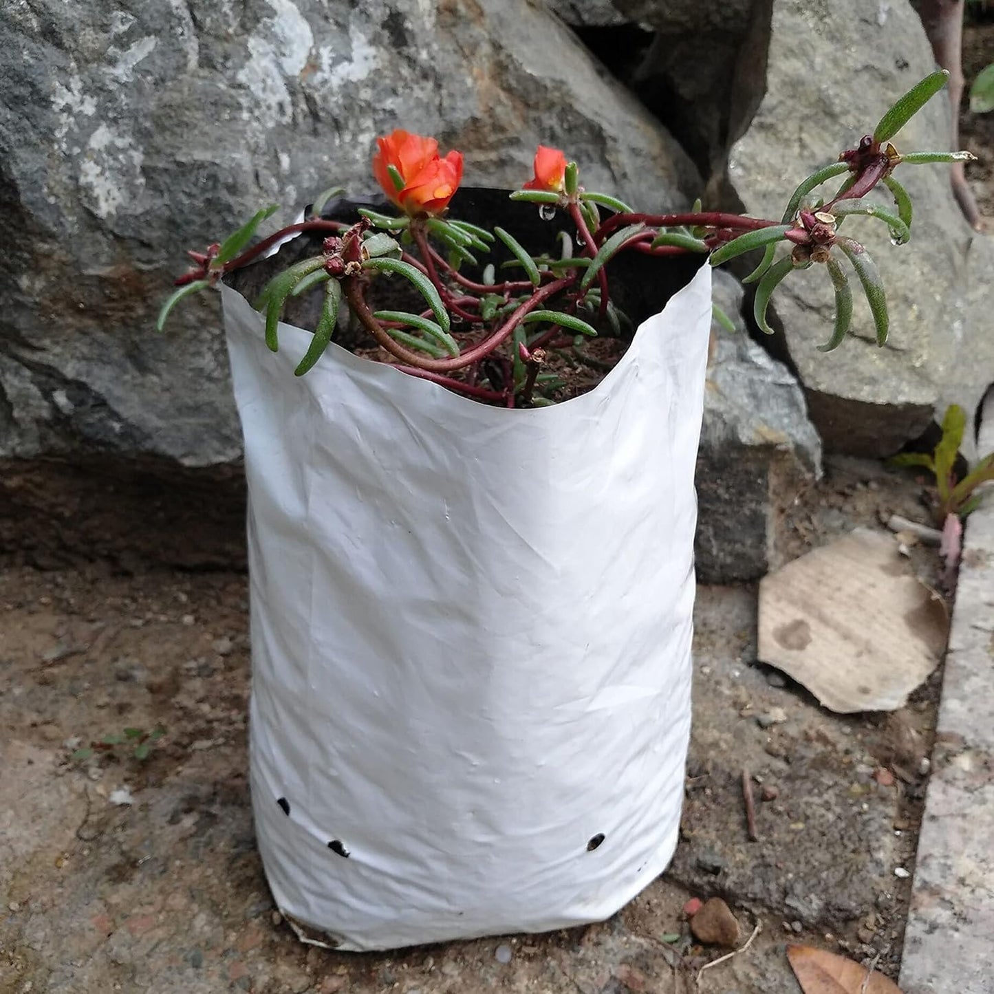 Poly Grow Bag Planters 3 Gallon Grow Bag, 50 Pack Panda Film, Black and White