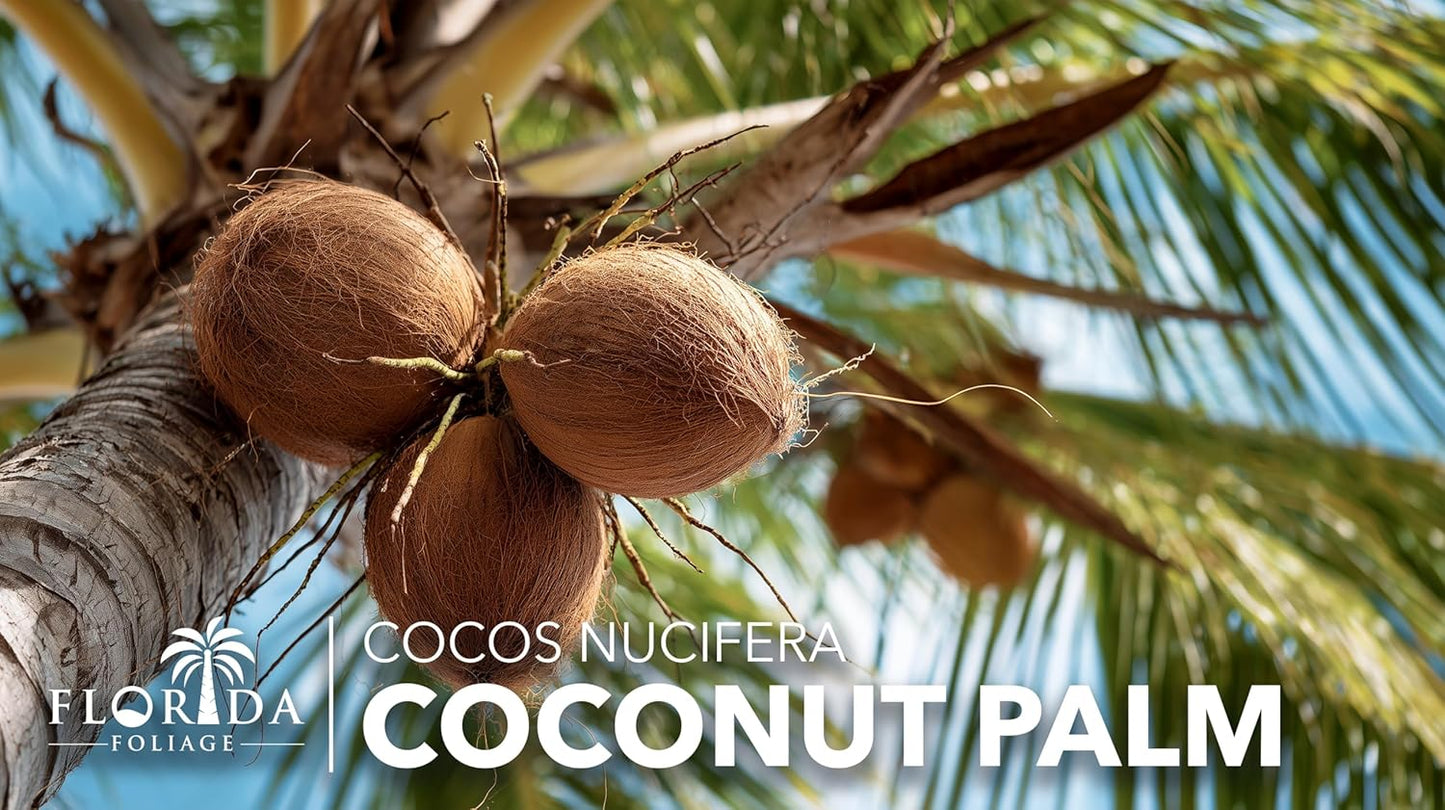 Coconut Palm | 3 Large Gallon Size Plants | Cocos nucifera | Tropical Landscaping, Indoor Tree, Patio Specimen, Air Purifying, Low Maintenance, Fast Growing, Exotic Houseplant, Lush Foliage