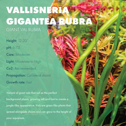 SubstrateSource Live Plant - Tall Grass, Red Jungle Vallisneria - Easy Care, Moderate to High Light, Reddish Green Accent, Freshwater Aquatic Plant for Aquascaping - Lead Bunch
