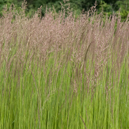 Direct Gardening Karl Forester Ornamental Starter Grass Plant, 1 per Offer