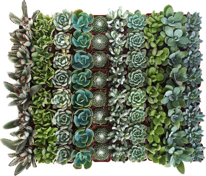 Shop Succulents Blue & Green Succulent Plant Pack Bulk Collection - Live Mini Succulent Plants, Low Maintenance, Mixture of Textures - Wedding and Party Favors, Gift & Garden, Pack of 140