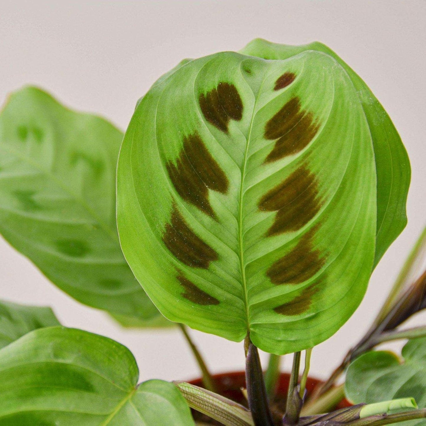 Maranta Leuconeura Live Plant for Indoor | Different Houseplants in 3'' Pot | Real House Plant for Living Room, Office, Desk & Bathroom | Prayer Plant
