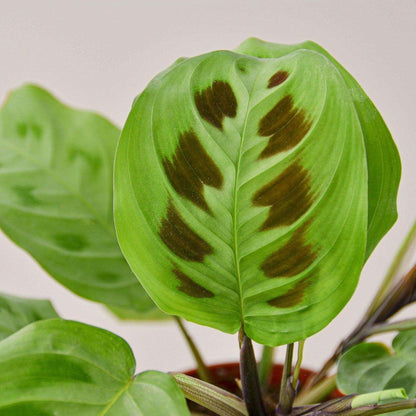 Maranta Leuconeura Live Plant for Indoor | Different Houseplants in 3'' Pot | Real House Plant for Living Room, Office, Desk & Bathroom | Prayer Plant