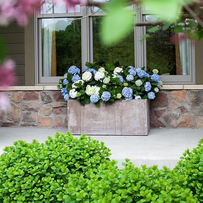Endless Summer Original Hydrangea, 2 Gal, Pink and Blue Blooms