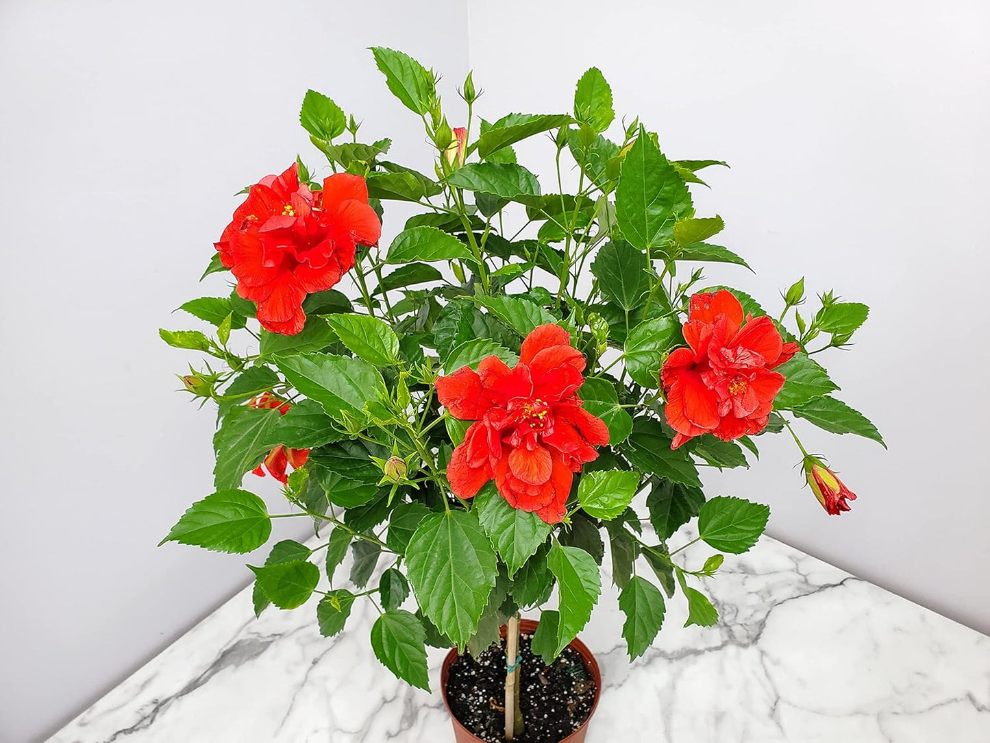 Live Hibiscus Plant - Tropical Flowering Tree - Red Double Flower - Overall Height 38" to 44" - Tropical Plants of Florida (Plant Only)