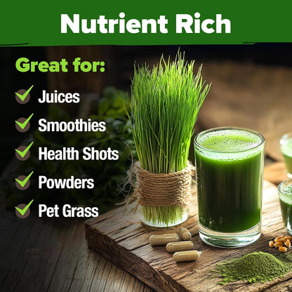 HOME GROWN 12,000+ Wheatgrass Seeds Bulk Pack(1.5 lb) 𝗡𝗢𝗡-𝗚𝗠𝗢 𝗨𝗦𝗔 Hard Red Winter Wheatgrass – Heirloom, Sprouting for Juicing, Microgreens, Smoothies & Indoor Gardening(Triticum aestivum)