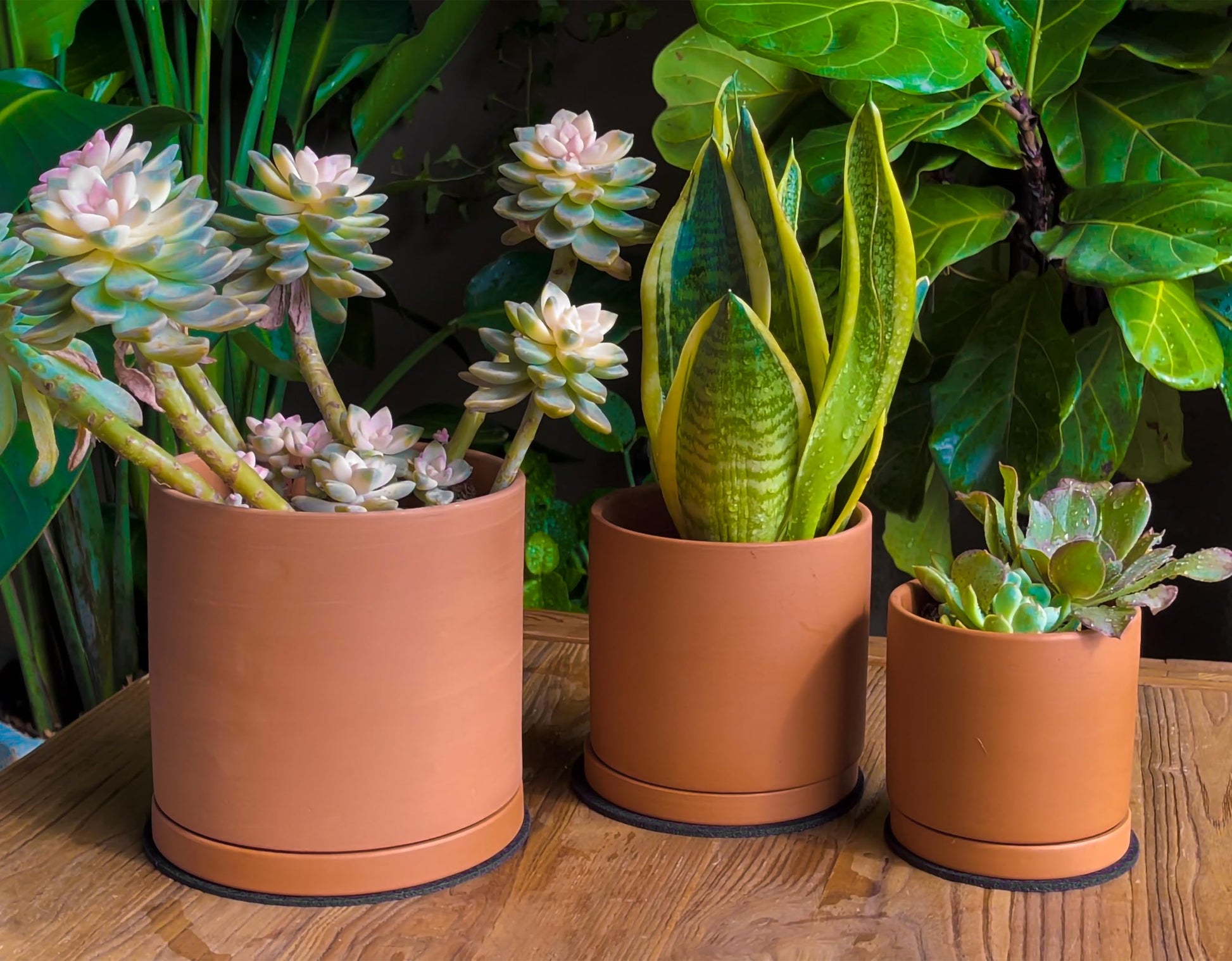 D'vine Dev 3-Pack Classic Terracotta Pots & Saucers, 4/5/6 in, 40-T-A-0