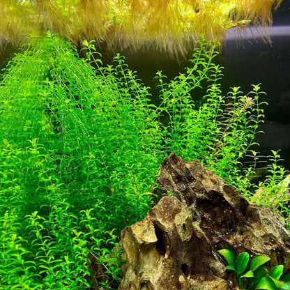 Greenpro | Pearl Weed Hemianthus Micranthemoides Potted US Farm Live Aquarium Plants Midground for Fish Tank Decoration