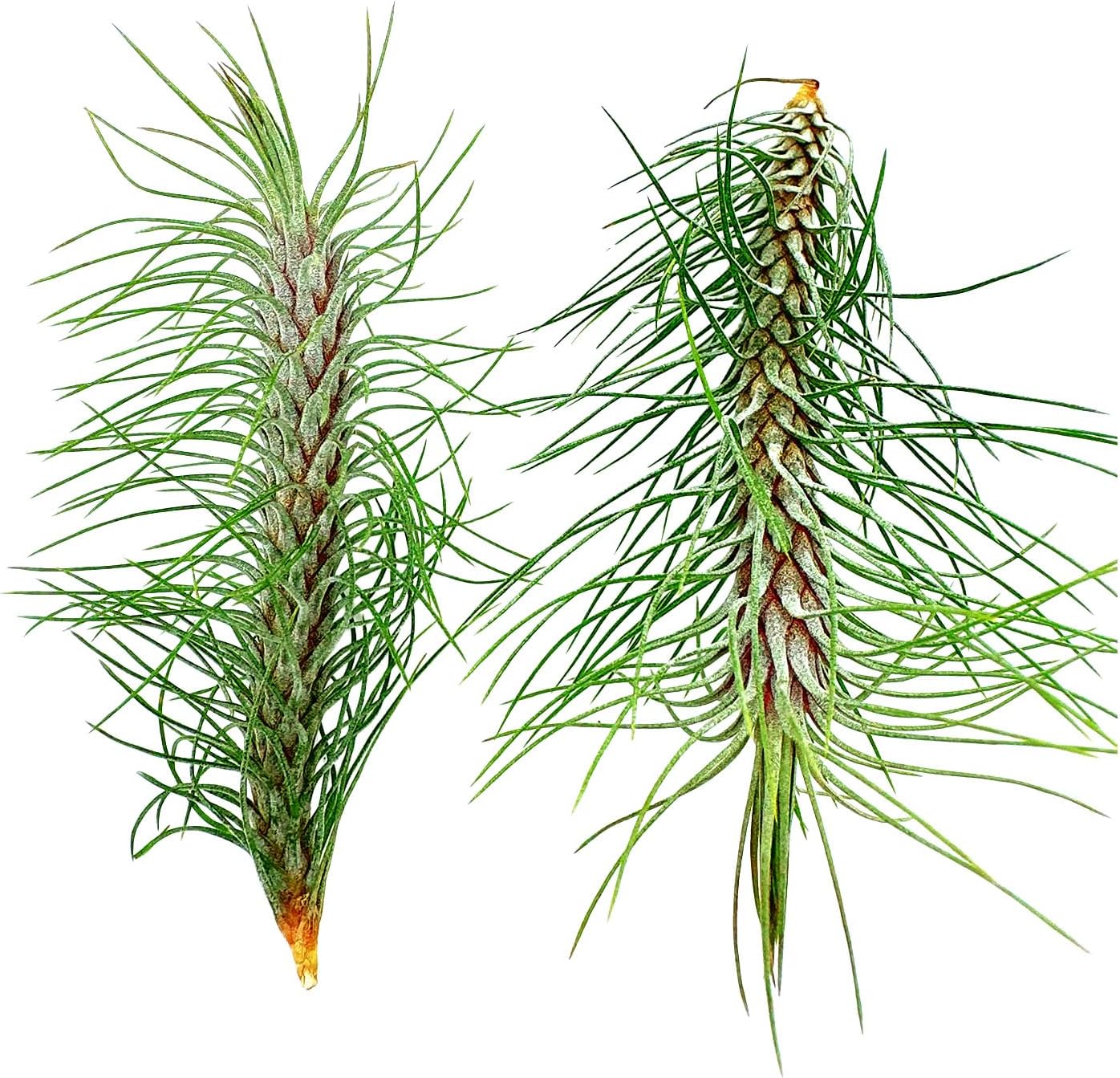 ragnaroc Air Plants - Colombian Tillandsia Funckiana, Large 5" - 2ct - Live Arrival Guaranteed - House Plants for Home Decor & Gift