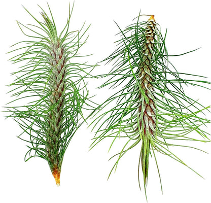ragnaroc Air Plants - Colombian Tillandsia Funckiana, Large 5" - 2ct - Live Arrival Guaranteed - House Plants for Home Decor & Gift