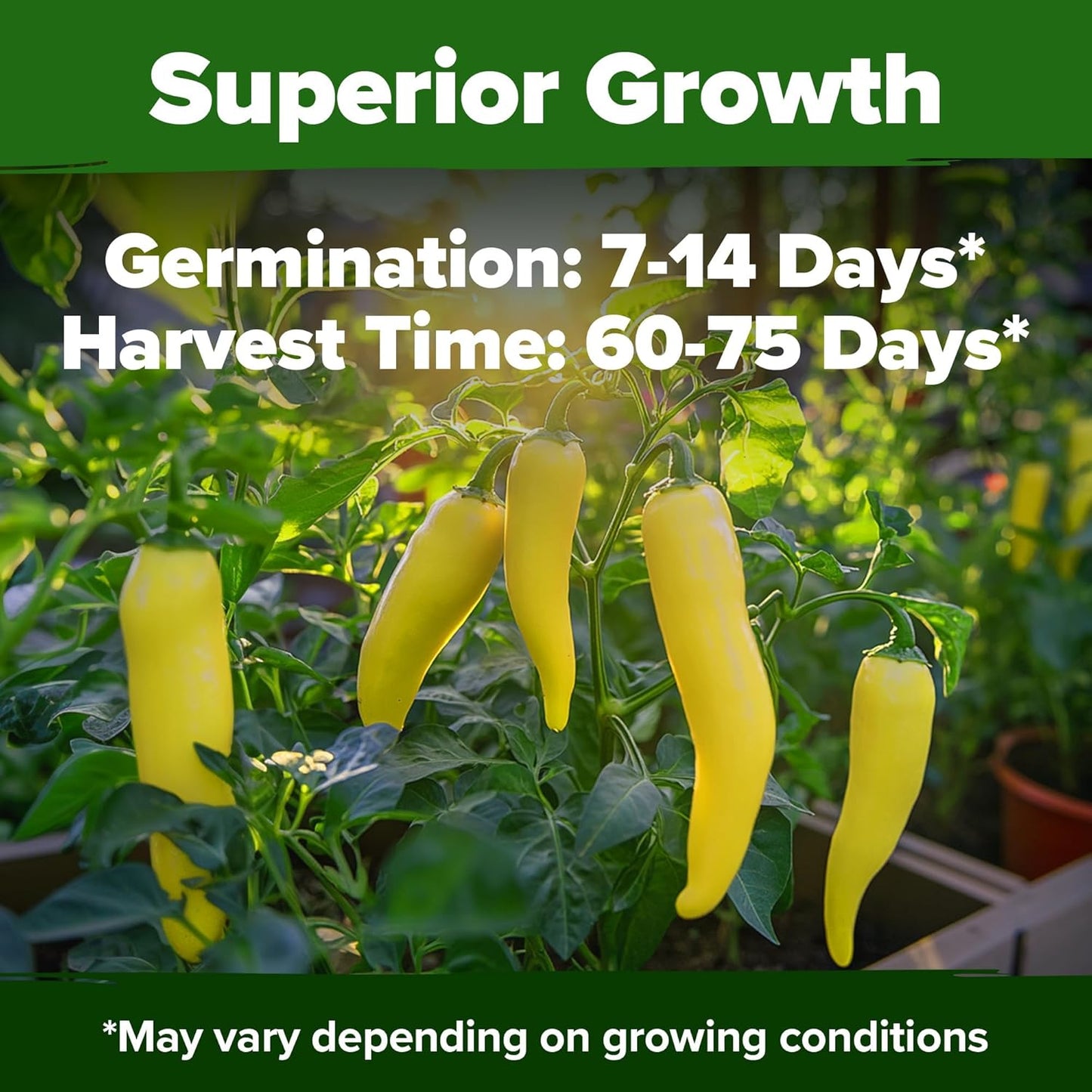 HOME GROWN Banana Pepper Seeds 2 Pack (Capsicum annuum) – 188 𝗡𝗢𝗡-𝗚𝗠𝗢, 𝗨𝗦𝗔-𝗦𝗢𝗨𝗥𝗖𝗘𝗗 Heirloom Seeds, High Germination Vegetable Seeds – Growing Sweet Banana Peppers Indoors or Garden