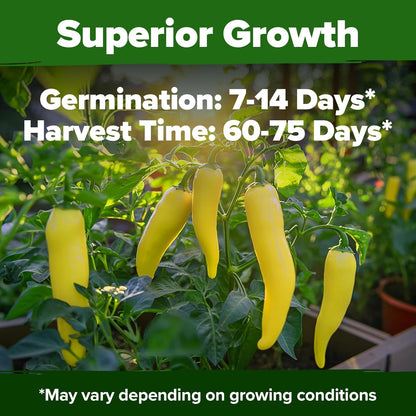 HOME GROWN Banana Pepper Seeds 2 Pack (Capsicum annuum) – 188 𝗡𝗢𝗡-𝗚𝗠𝗢, 𝗨𝗦𝗔-𝗦𝗢𝗨𝗥𝗖𝗘𝗗 Heirloom Seeds, High Germination Vegetable Seeds – Growing Sweet Banana Peppers Indoors or Garden