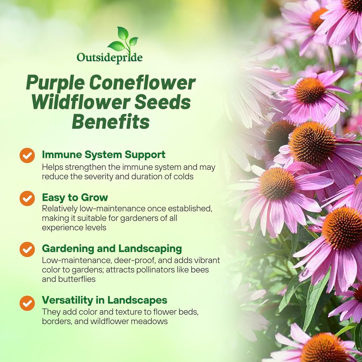 Outsidepride Purple Echinacea Coneflower Seeds - 1000 Pcs Perennial, Deer-Proof & Drought Tolerant Flower Seeds with Daisy-Like Blooms for Pollinator-Friendly Gardens, Borders, & Meadows