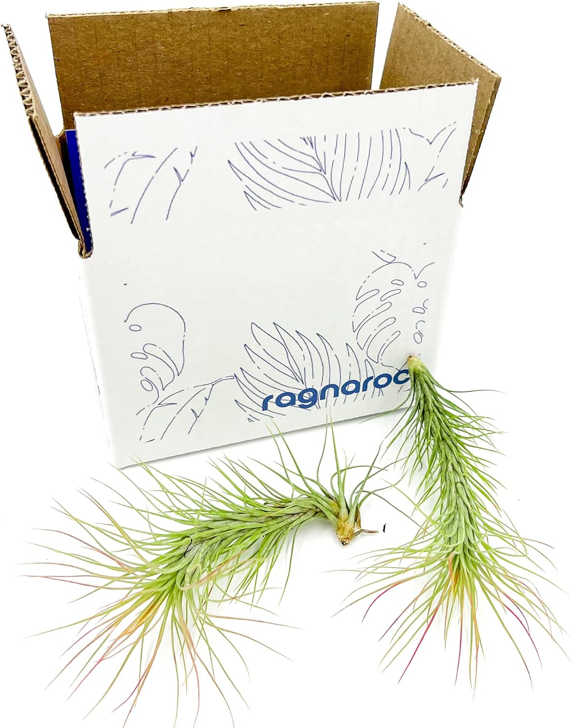 ragnaroc Air Plants - Tillandsia Funckiana, Large 5" - 2ct - Live Arrival Guaranteed - House Plants for Home Decor & Gift