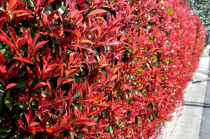 Photinia Red Tip - 30 Live Plants - Photinia x Fraseri - Evergreen Landscape Shrub