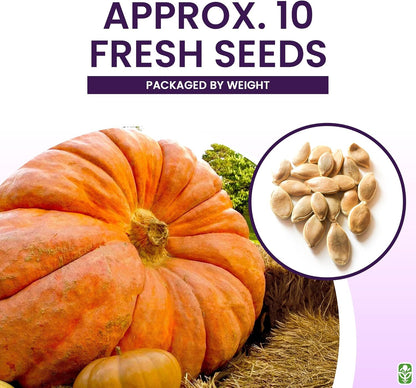 Giant Pumpkin Seeds for Planting – 10 Dill’s Atlantic Seeds for Record-Breaking Pumpkins! – Vegetables for Outdoor Planting – Grown in The USA