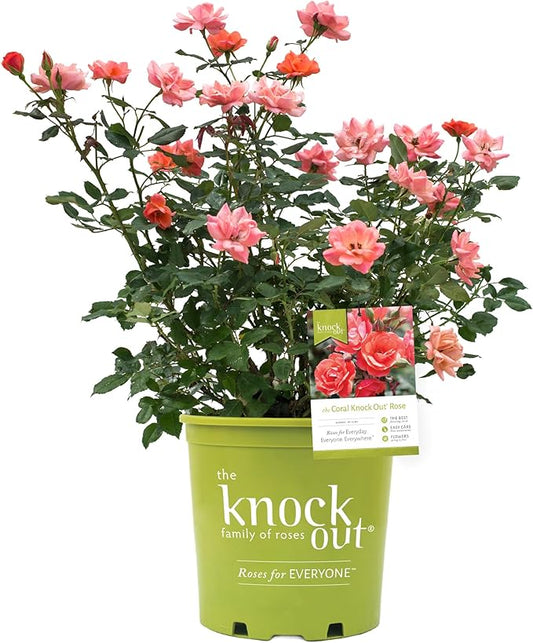Rose Knock Out Coral, 2 Gallon