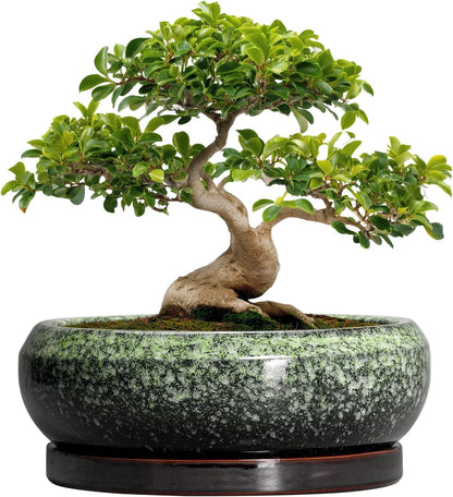 Bonsai Pots - 13 Inch Ceramic Succulent Planters Indoor, Round Shallow Planter with Drainage Hole and Saucer, Large Succulent Pot, Bowl Planter Outdoor, House Decor, Housewarming Gift, Green