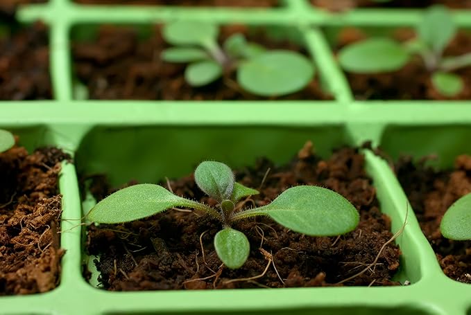 Coco Coir Brick, OMRI Listed for Organic Use (10)