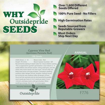 Outsidepride Red Cypress Vine Seeds - 200 Pcs Annual Flower Seeds with Nectar-Rich, Star-Shaped Flowers & Feathery, Fern-Like Leaves for Fences, Trellises, Pergolas & Vertical Gardens