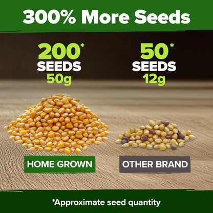 HOME GROWN Golden Bantam Corn 2 Pack – 200 𝗡𝗢𝗡-𝗚𝗠𝗢 𝗨𝗦𝗔 Heirloom Vegetable Seeds – Grow Sweet Corn Outdoors – Easy for Beginners & Great for Home Gardeners –High Germination (Zea mays)