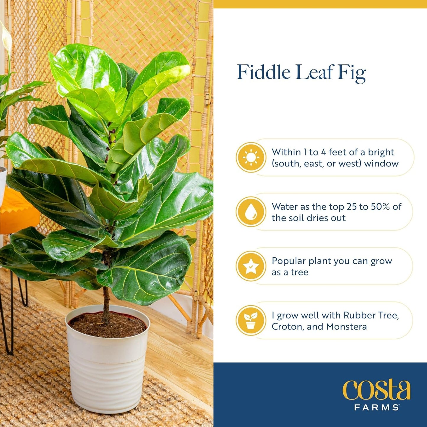 Costa Farms Little Fiddle Leaf Fig, Live Indoor Plant Ficus Lyrata, Houseplant Potted in Modern Decor Pot and Plant Stand, Tabletop, Shelf, Room Decor or Office Decor, 1 Foot Tall