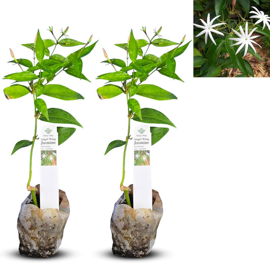 Live Angel Wing Jasmine (Jasminum Nitidum) Plants - Fragrant, White Blooming Evergreen Shrub for