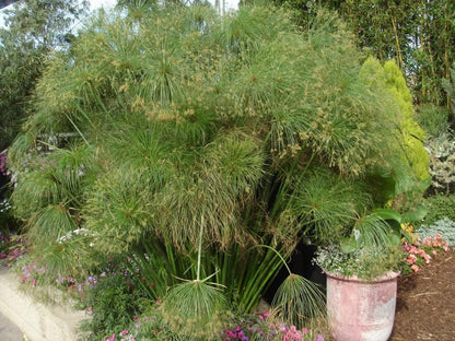 Giant Egyptian Papyrus | 3 Live Plants | Cyperus Large Shade & Wet Tolerant Aquatic Foliage