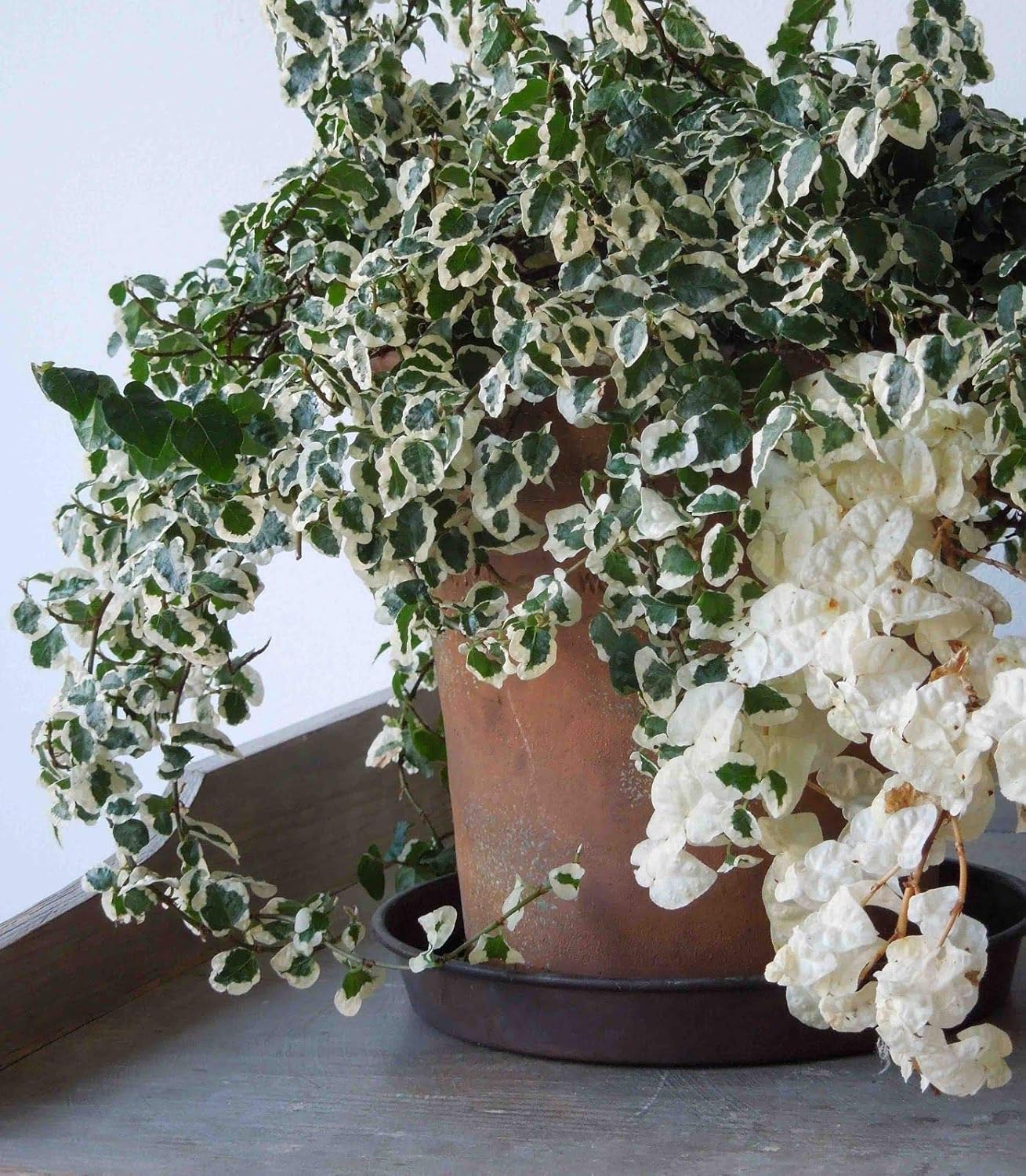 Variegated Creeping Fig Vine - Ficus Pumila Variegata - 10 Live Fully Rooted 2 Inch Plants - Climbing Ivy