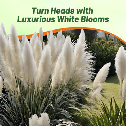Outsidepride White Pampas Grass Seeds – 2,000 Pcs. Perennial, Drought-Tolerant Ornamental Grass for Large Garden Borders, Privacy Landscaping, Xeriscaping, and Low-Maintenance Outdoor Spaces