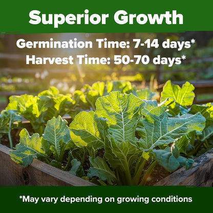 HOME GROWN Georgia Southern Collard Green Seeds – Bulk 2 Pack (600 High-Germination Non-GMO Heirloom Seeds) – for Planting in Vegetable Gardens (Brassica oleracea).