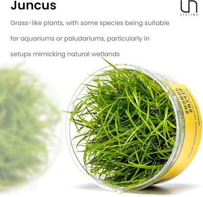 Ultum Nature Systems Juncus Repens Tissue Culture Live Plant for Aquarium, Aquascape, Freshwater Fish Tanks - 100% Snail Free in Vitro