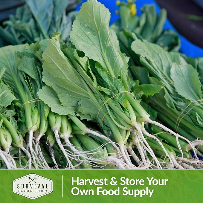 Survival Garden Seeds - Southern Giant Mustard Greens Seed for Planting - 3 Packets with Instructions to Grow Spicy Brassica Juncea Leaves in Your Home Vegetable Garden - Non-GMO Heirloom Variety