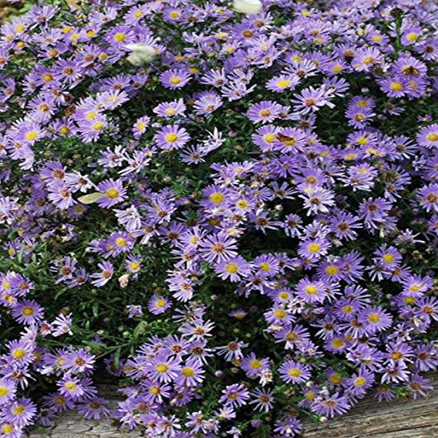 Perennial Farm Aster Dumosus 'Wood's Blue' (Wood Aster) – Live Perennial Plant in #1 Container, Masses of Blue Daisy-Like Blooms, Compact & Hardy, Pollinator Friendly, Borders & Fall Gardens