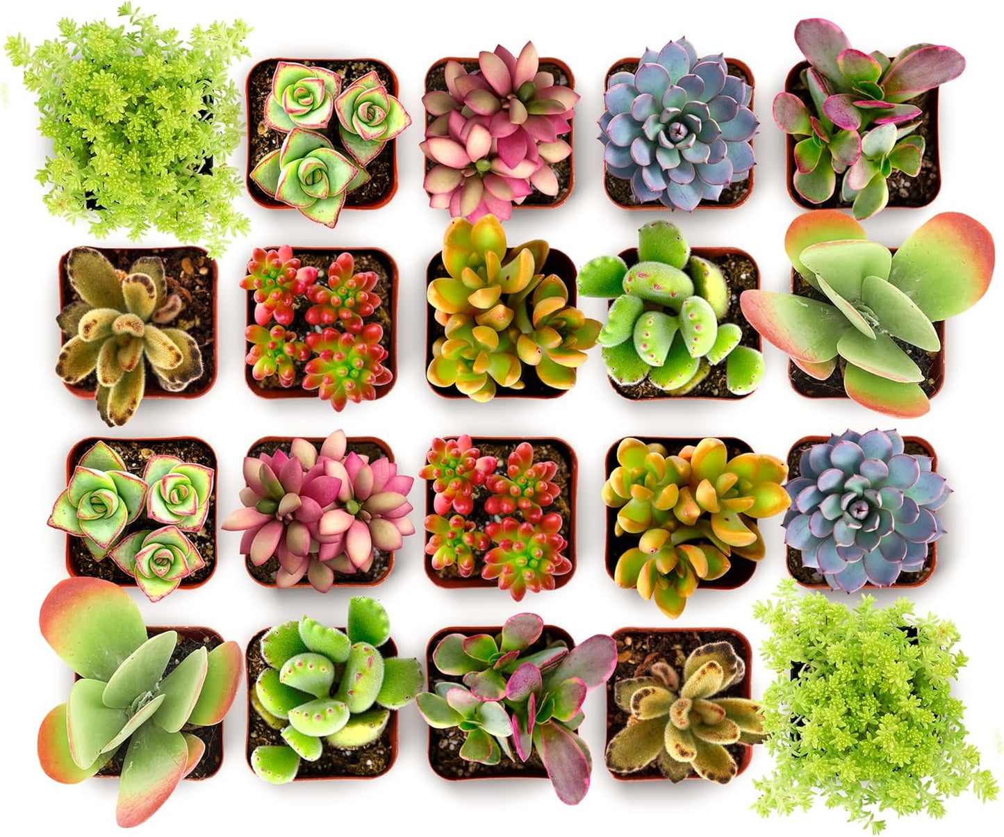 Shop Succulents Endless Summer Succulent Pack Collection - Live Mini Succulent Plants, Low Maintenance, Colors & Textures - Wedding and Party Favors, Gift & Garden, Pack of 256