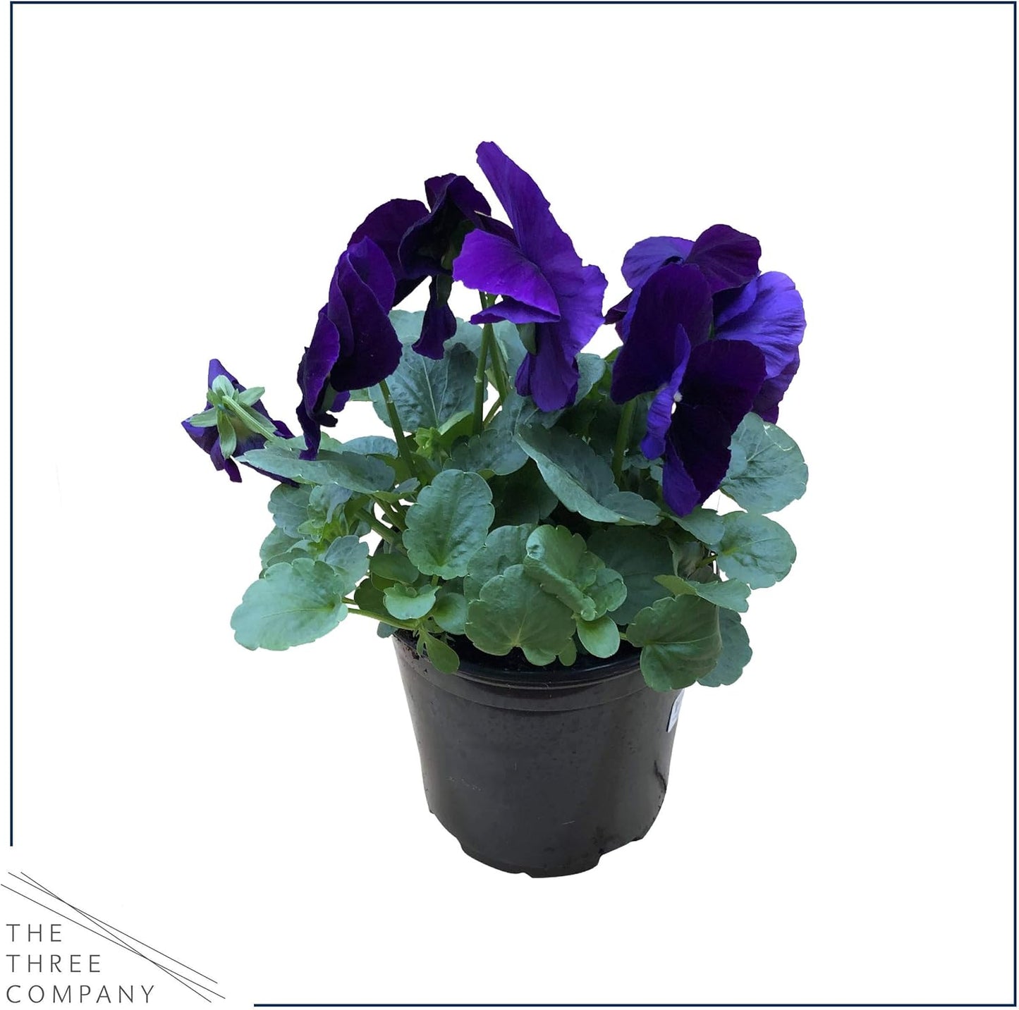 Live Healthy Flowering Pansies - Purple (4 Plants Per Pack), Beautiful Fall Color, 6" Tall by 4" Wide in 1 Pint Square Pot