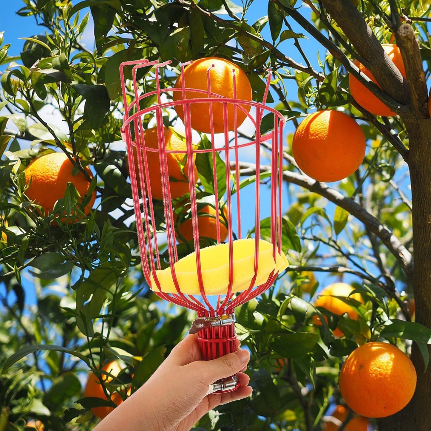 Kisangel 1pc Tool Pecan Picker Mango Picker Pole Adjustable Fruit Picker Avocado Tool Fruit Collector Tool Fruit Harvester Fruit Picker Tool Fruit- Device Rod Persimmon