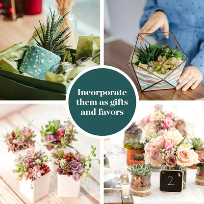Shop Succulents Assorted Succulent Plant Pack Collection - Live Mini Succulent Plants, Low Maintenance, Mixture of Colors & Textures - Wedding and Party Favors, Gift & Garden, Pack of 10