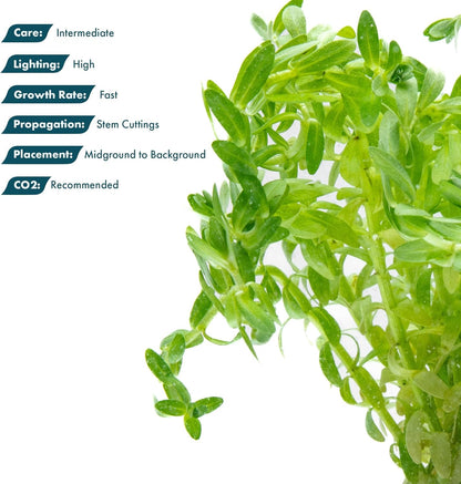 SubstrateSource Live Plants – Water Hedge (Didiplis Diandra) – High Light, Green with Red Tips, Midground to Background Accent – Lead Bunch, 1 Pack