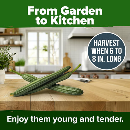 HOME GROWN Luffa Seeds 2 Pack(Luffa aegyptiaca)80 Heirloom 𝗡𝗢𝗡-𝗚𝗠𝗢,𝗨𝗦𝗔-𝗦𝗢𝗨𝗥𝗖𝗘𝗗 Loofah Gourd Seeds for Planting High Germination Rate - Make Sponges or Harvest Young Loofahs for Eating