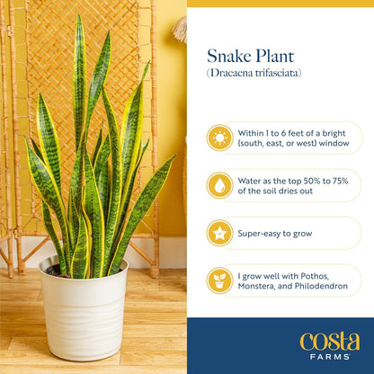 Costa Farms Premium Live Indoor Snake Sansevieria Floor Plant Shipped in Décor Planter, 2-Feet Tall, Grower's Choice, Green, Yellow