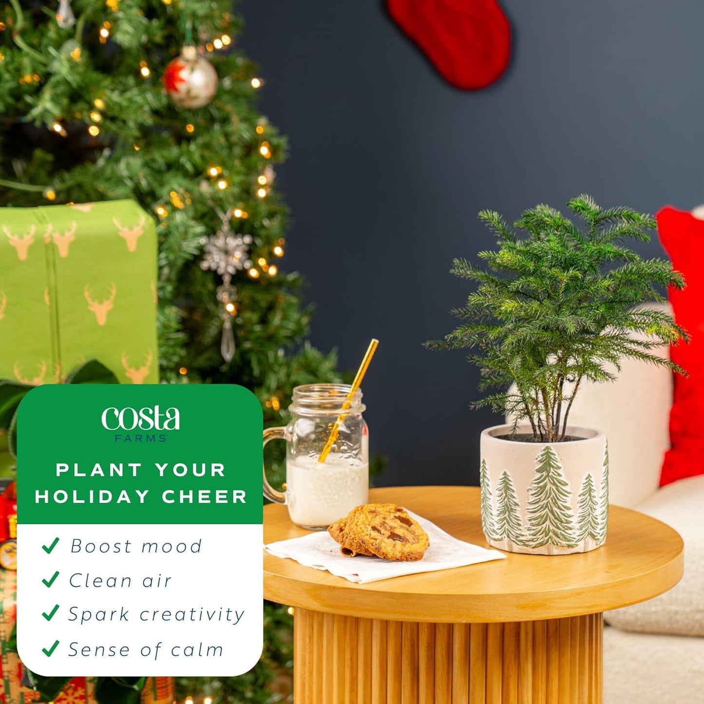Costa Farms Norfolk Island Pine, Live Christmas Tree Plant in Holiday Decorative Plant Pot, Includes Decoration, Indoor Houseplant, Home, Room, or Office Decor, Christmas Gift, 10-14 Inches Tall