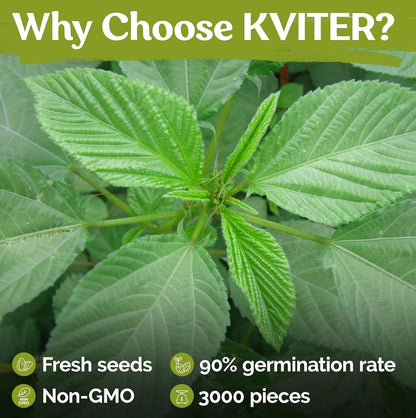 KVITER 3000 Egyptian Spinach Seeds - Molokhia (Corchorus Olitorius) – Jute Leaves, Ewedu, Rau Day, Saluyot Vegetable Seed – Non GMO & Heirloom Vegetable Seeds for Planting Outdoors & Indoors