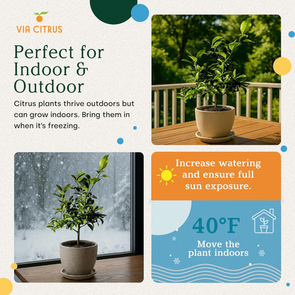 Key Lime Live Tree Indoor Plants Outdoor 18-22" Tall - Fruit Trees, Key Limes Tree Outdoor Patio Cannot Ship: CA/AZ/TX/LA – Potted Indoor Fruit Trees Live Plants, Plant Lover Gifts by Via Citrus
