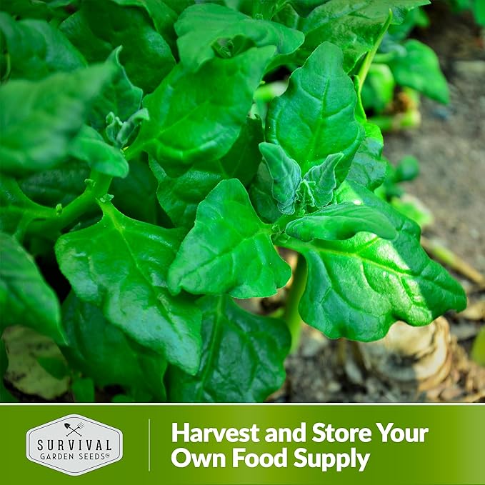 New Zealand Spinach Seed for Planting - 1 Packet with Instructions to Plant & Grow Tetragonia Tetragonoides in Your Home Vegetable Garden - Non-GMO Heirloom Variety - Survival Garden Seeds