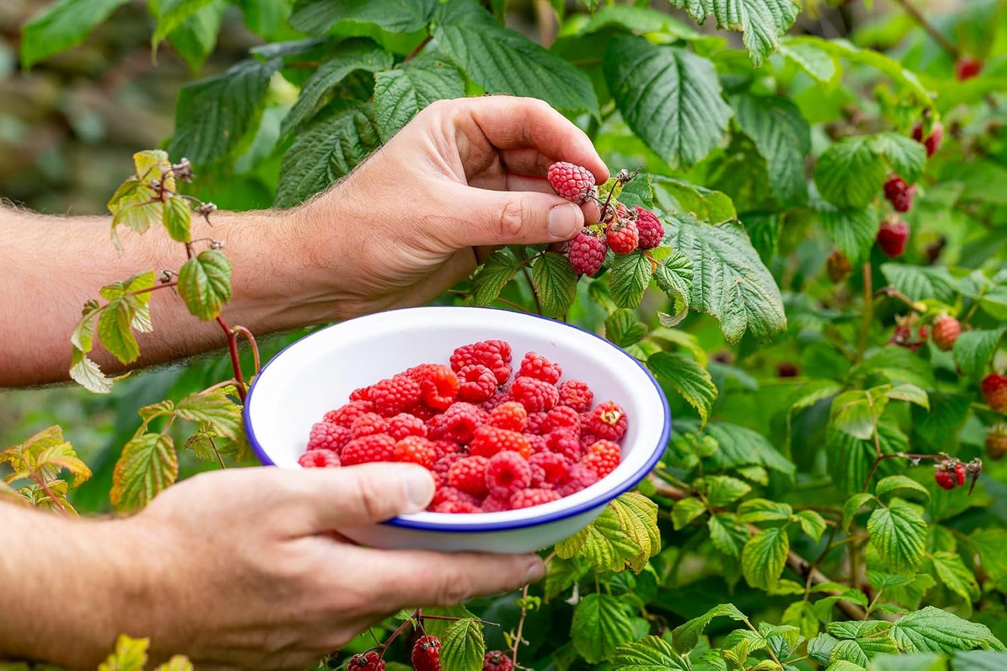 Gardenera Premium Raspberry Potting Soil Mix - Optimal Blend for Thriving and Juicy Berries - 1 Quart