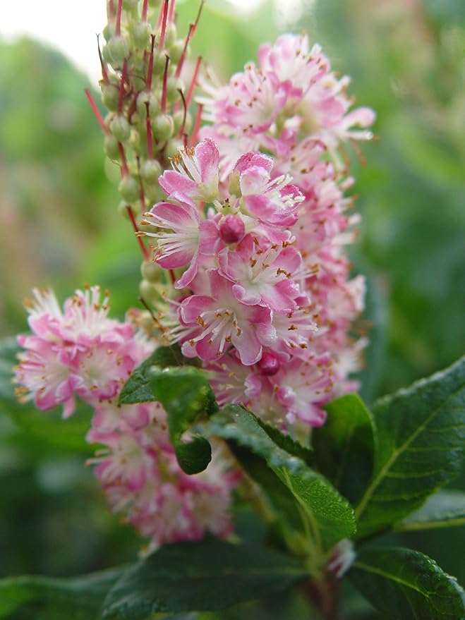 GreenPromiseFarms SHCSRS03 SHCSRS CLETHRA ALNIFOLIA `Ruby Spice`, 3 Size Container