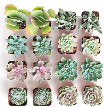 Shop Succulents Pastel Succulent Plant Pack Bulk Collection - Live Mini Succulent Plants, Low Maintenance, Bright & Serene Colors & Textures - Wedding and Party Favors, Gift & Garden, Pack of 16