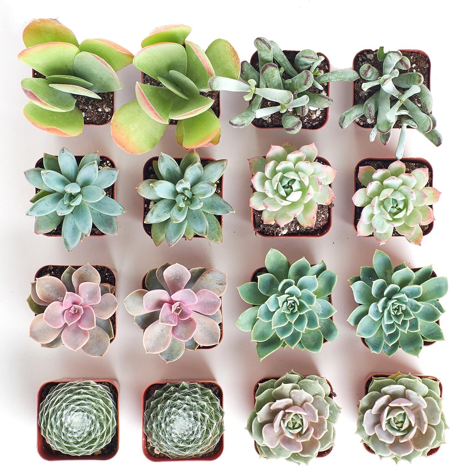 Shop Succulents Pastel Succulent Plant Pack Bulk Collection - Live Mini Succulent Plants, Low Maintenance, Bright & Serene Colors & Textures - Wedding and Party Favors, Gift & Garden, Pack of 20